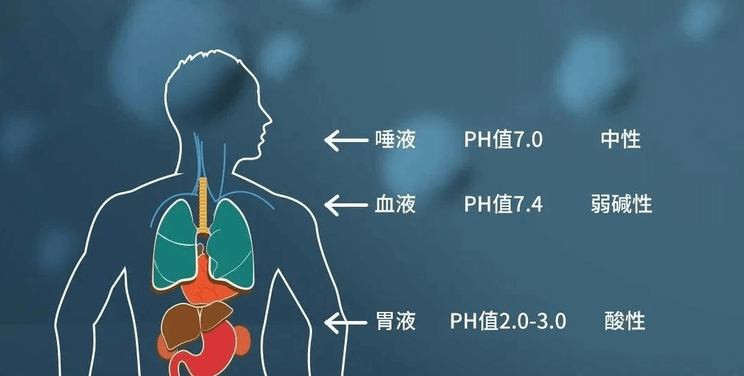 人体PH值.png